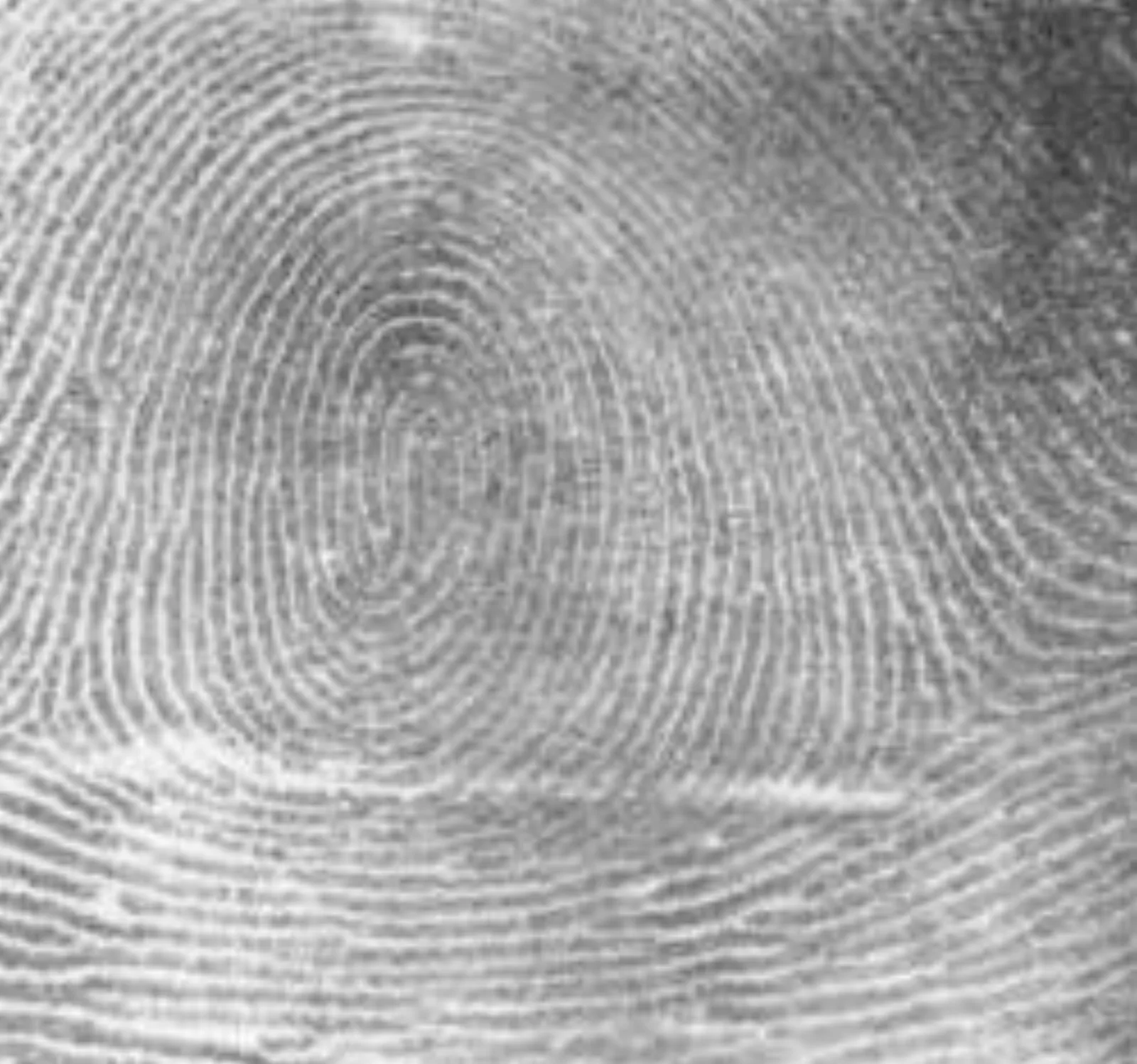 Public-domain fingerprint scan illustrating visible ridge detail